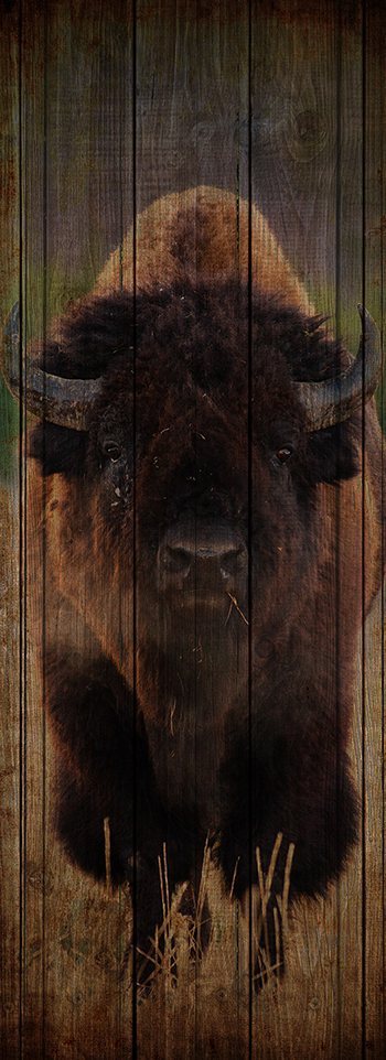 Buffalo