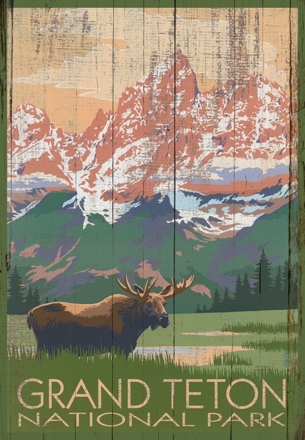 Grand Teton Moose